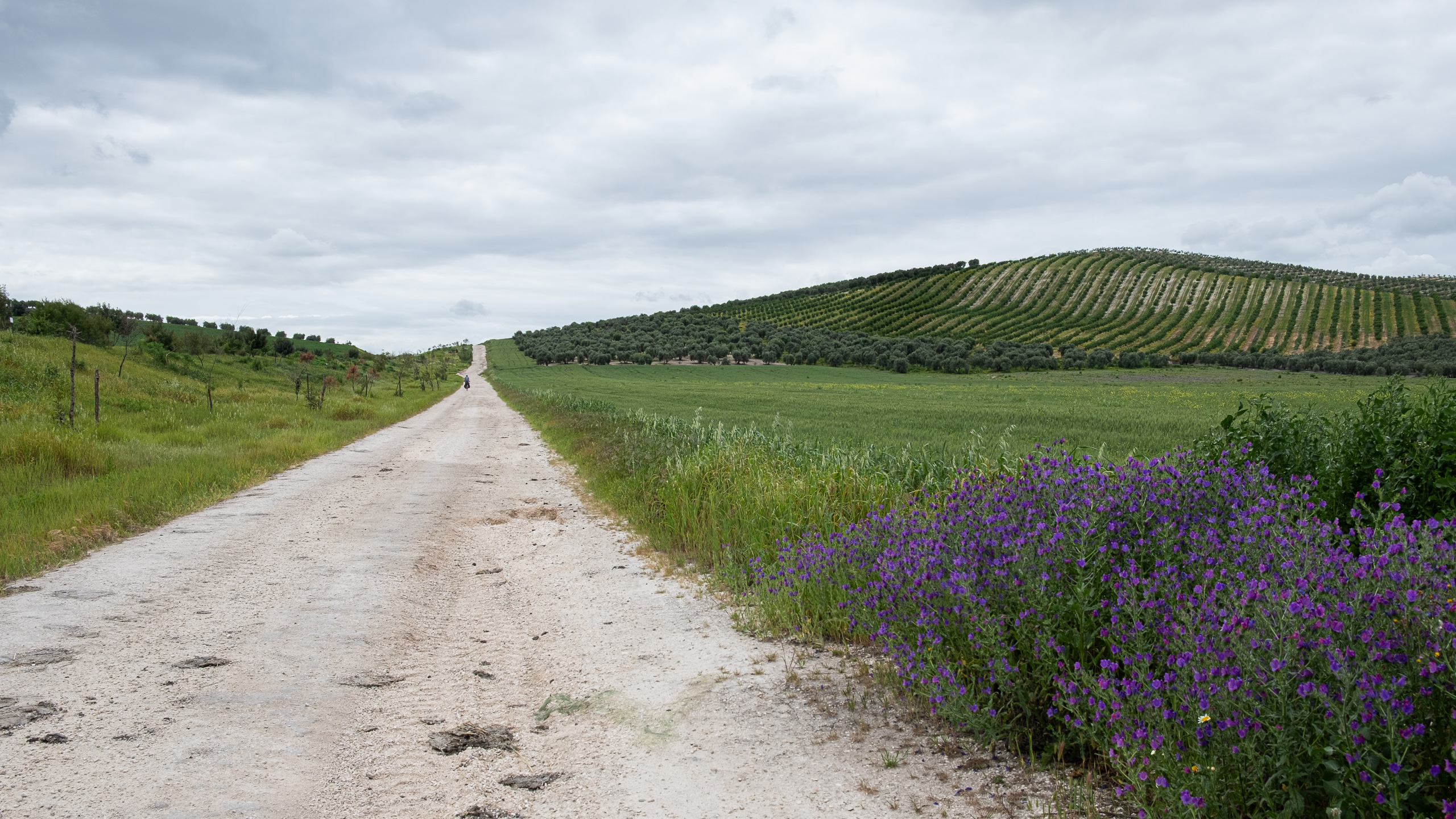 Weißer Schotterweg mit lila Wildblumen – Olivenhaine am Hügel